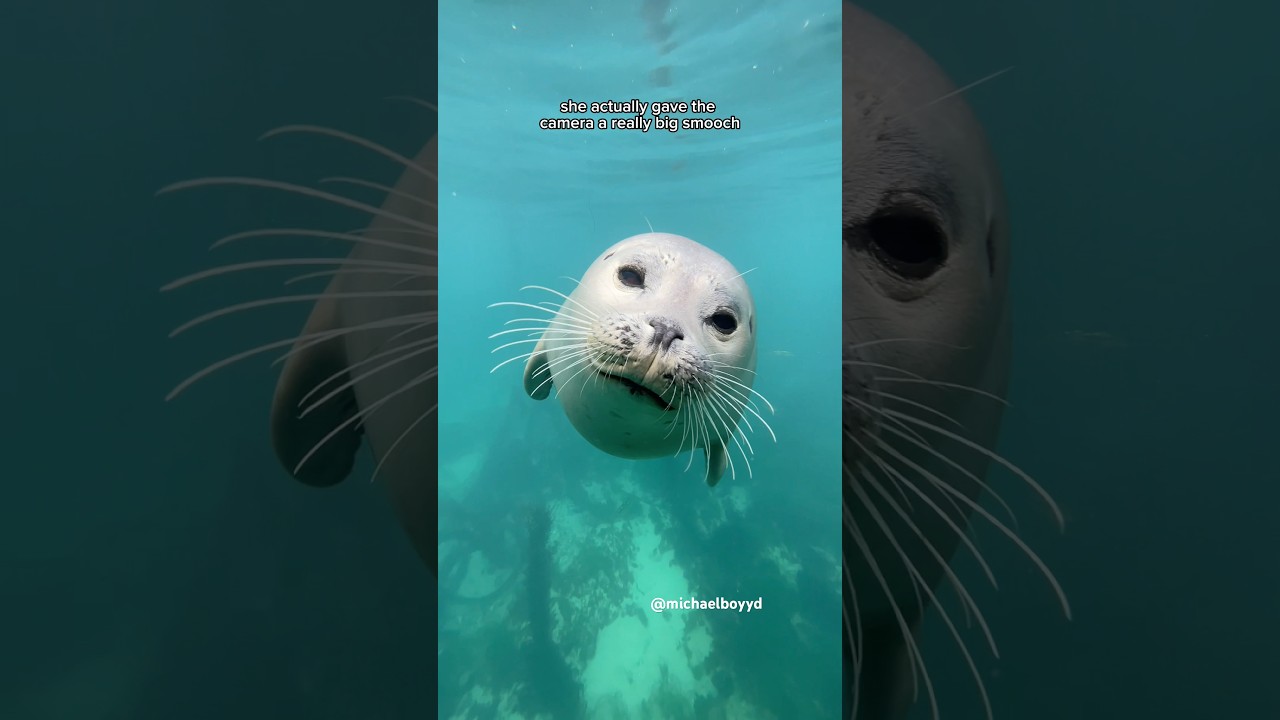 Meet Snowy the seal! #seal
