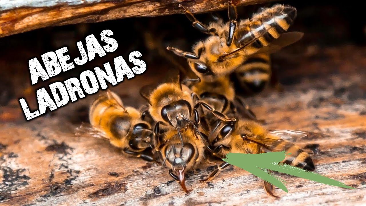 Las abejas se Roban el Alimento de las Otras abejas Efecto Pillaje