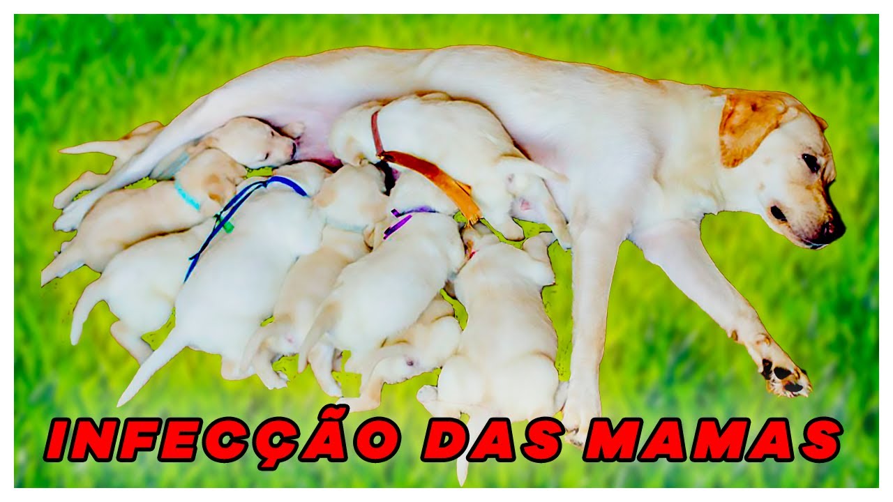 MASTITE em CACHORRAS (Como TRATAR? Tem CURA?)