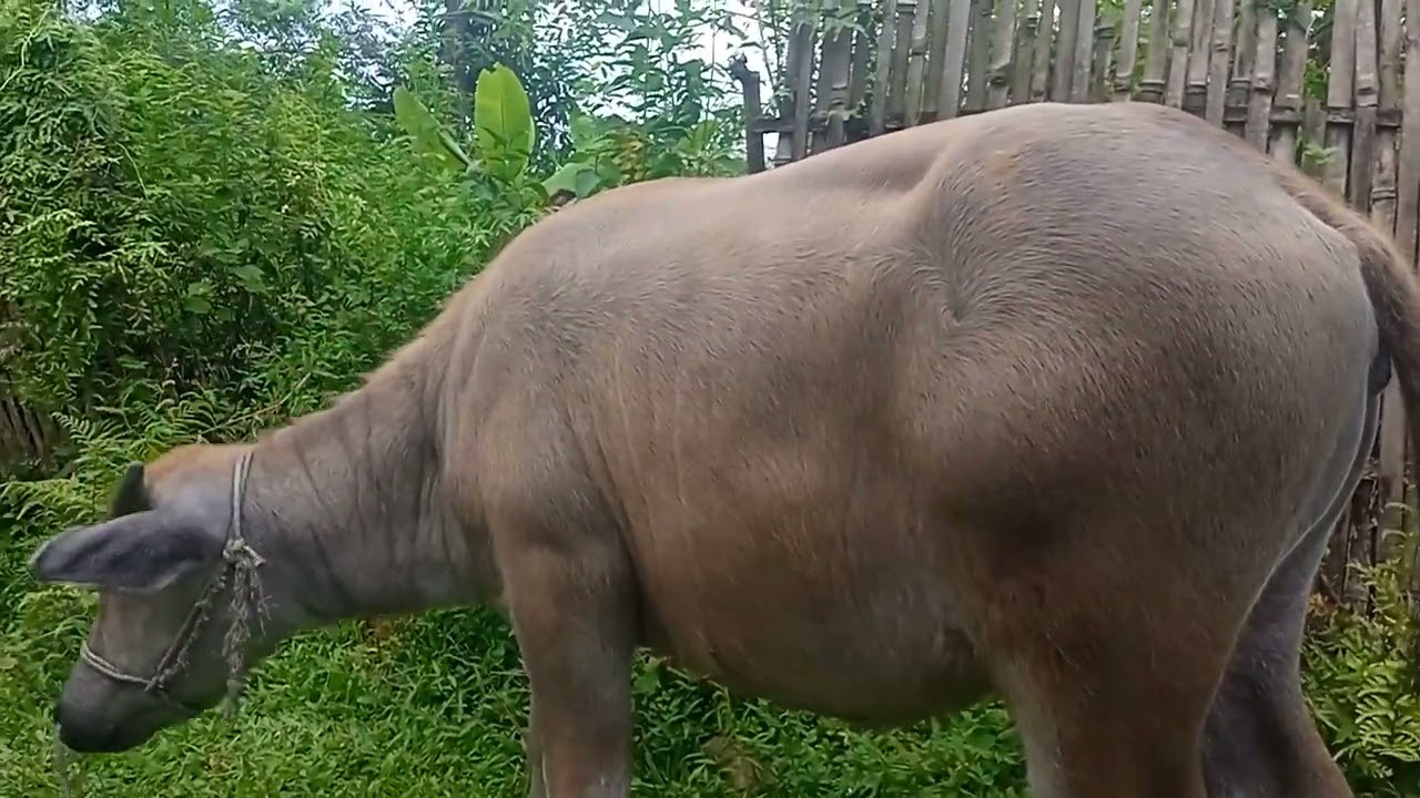 Ngôi nhà nhỏ của dân tộc ít người họ sinh sống dụng nhà theo ven sườn núi trâu họ nuôi vài con nhỏ