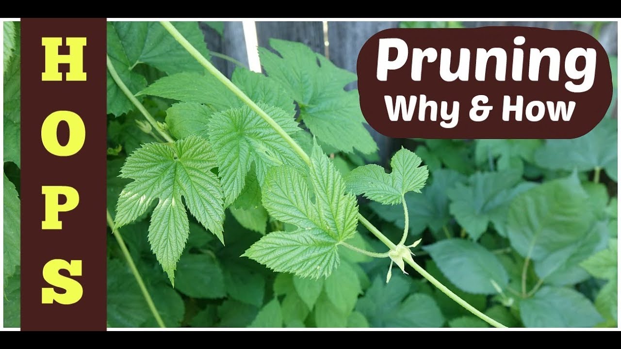 Pruning Hops: 3 Reasons + How-to Tips