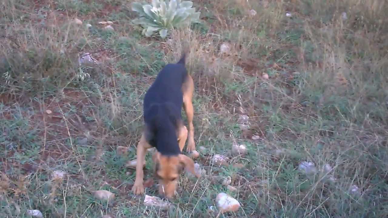 EΞ.ΛΑ.ΤΑΡ ( Εξολοθρευτές Λαγών Ταρσού) #17 (HD)