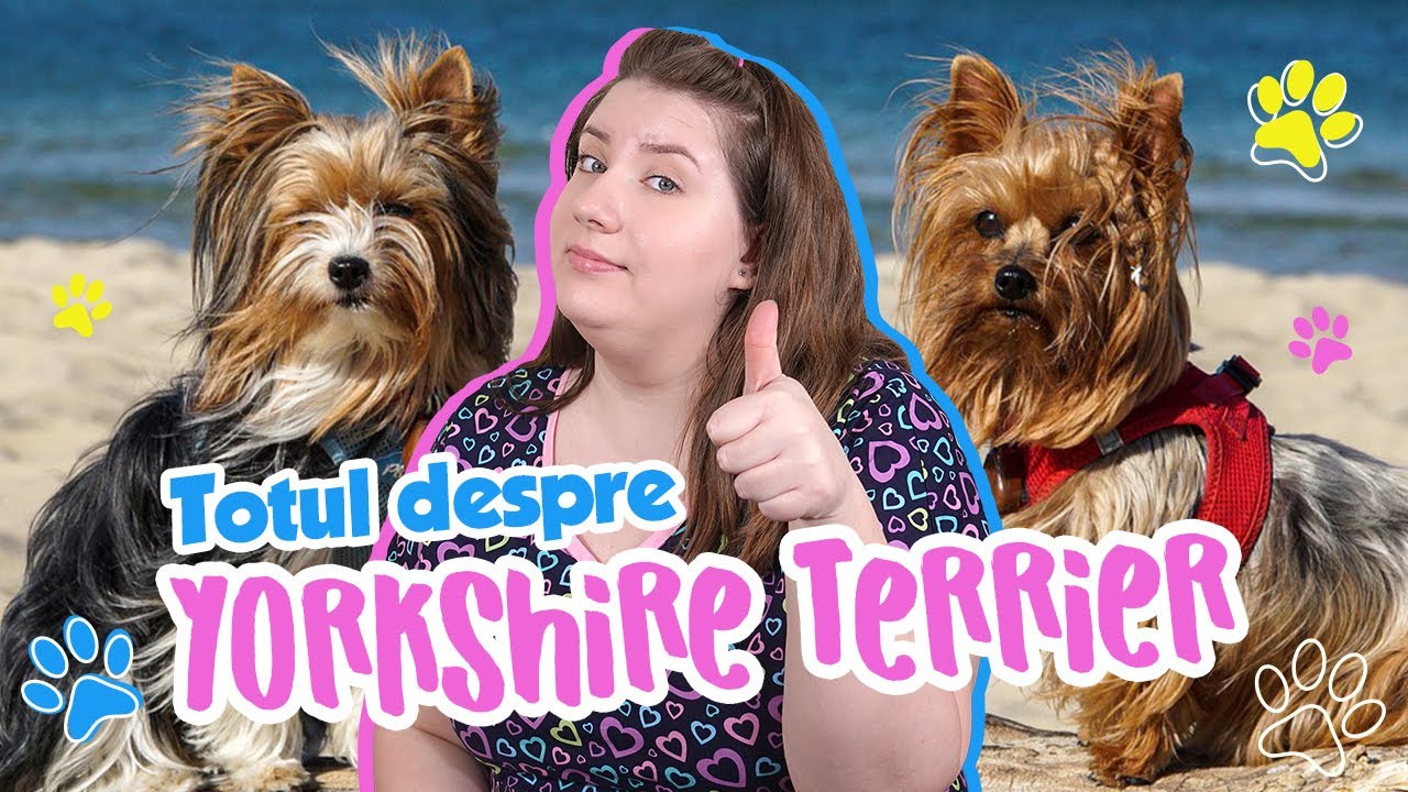 TOTUL DESPRE YORKSHIRE TERRIER
