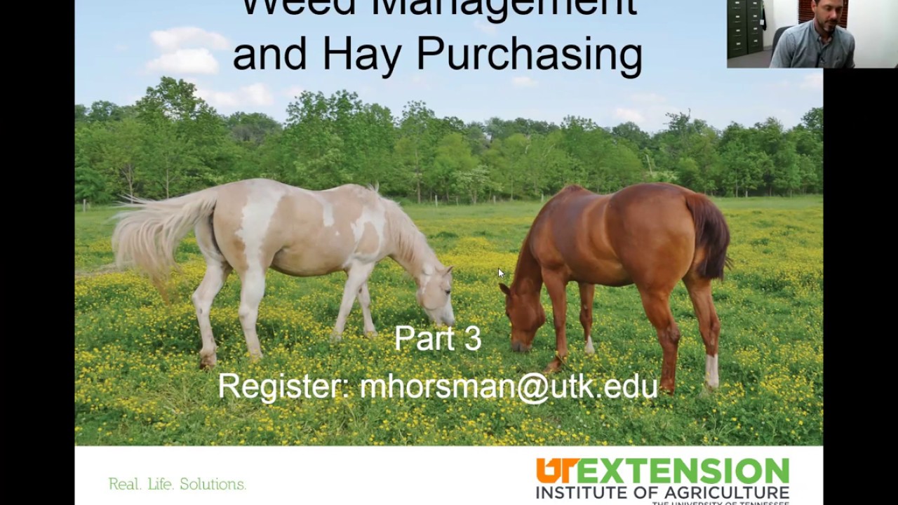 Equine Pasture Management Series: Weed Management and Hay Purchasing