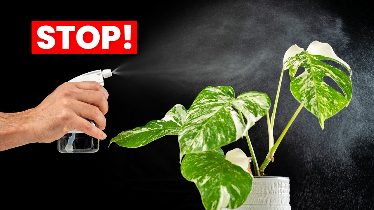 Why You Should NEVER Mist Your Plant