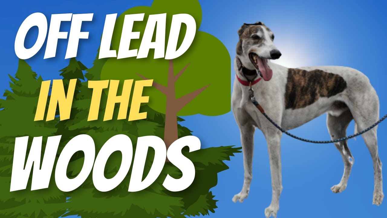 Greyhounds off lead in the woods