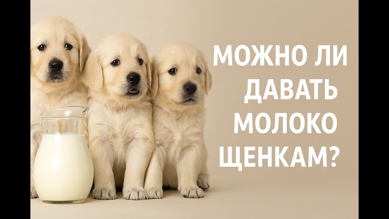 Можно ли давать щенкам молоко и до какого возраста?