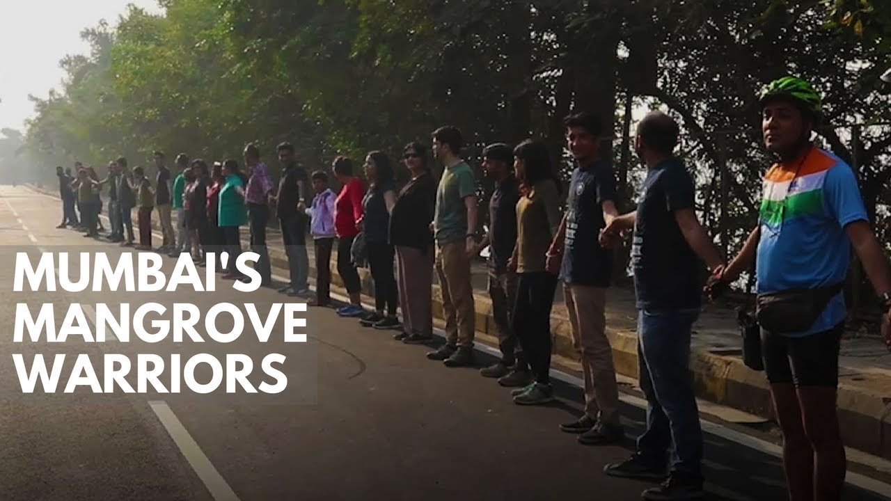 Mumbai's Mangrove Warriors: Citizens are working to reclaim lost mangroves