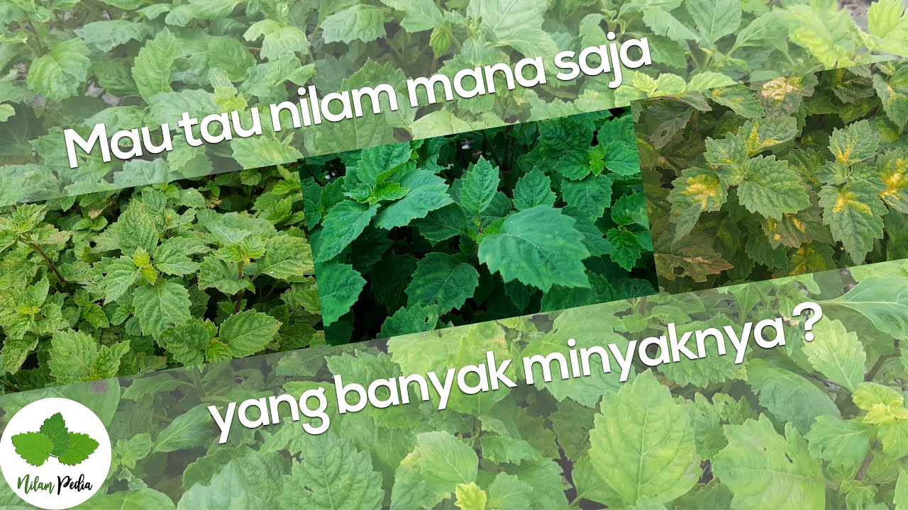 32. Jenis Jenis tanaman Nilam