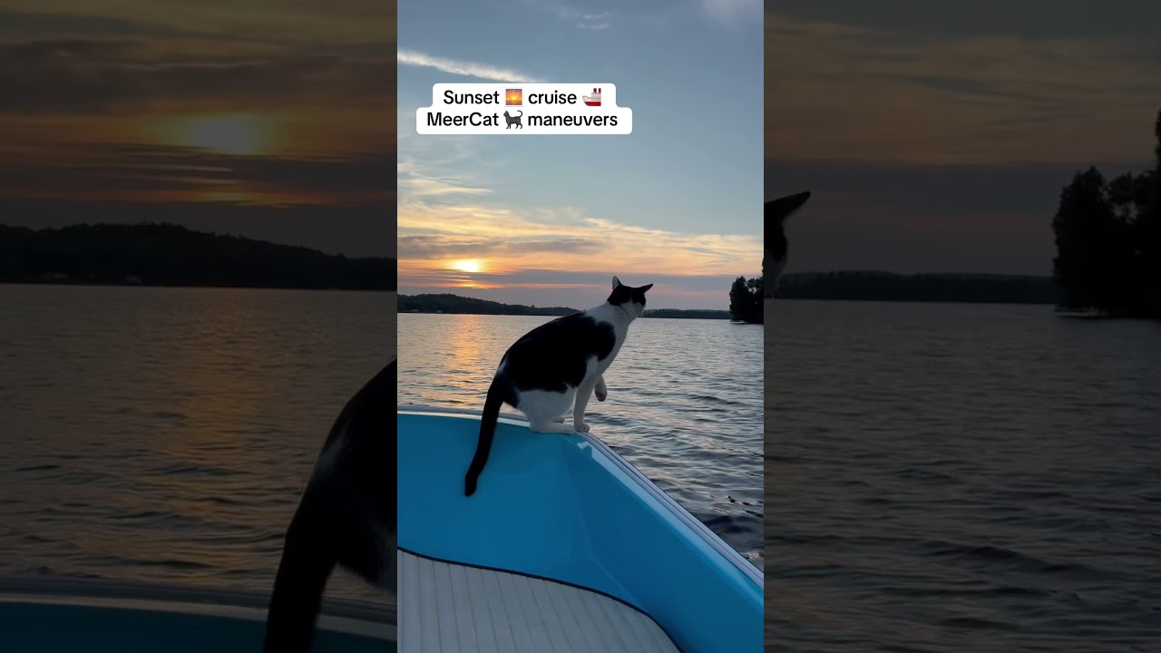 MeerCat 🐈‍⬛ Maneuvers 🚤🌅 