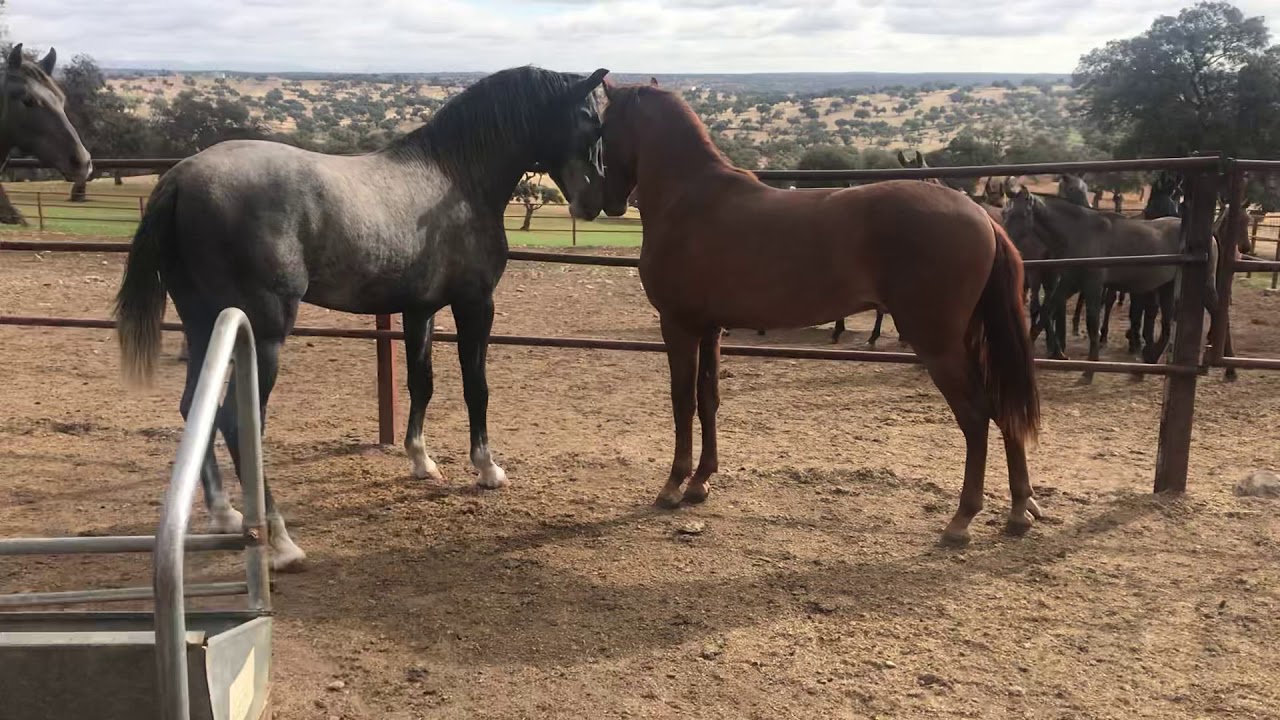 Pelea de gallos. nuevo potro semental en la manada.Caballos y yeguas pura raza española.