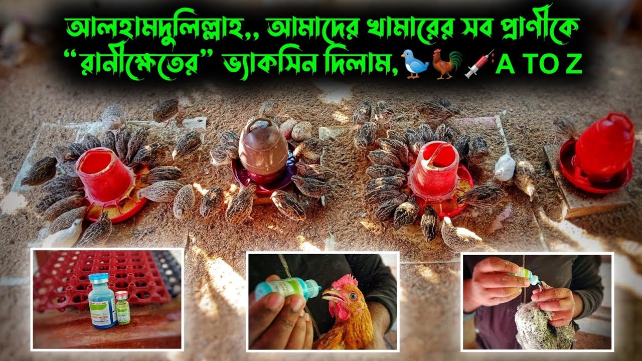 আলহামদুলিল্লাহ,, আমাদের খামারের সব প্রাণীকে