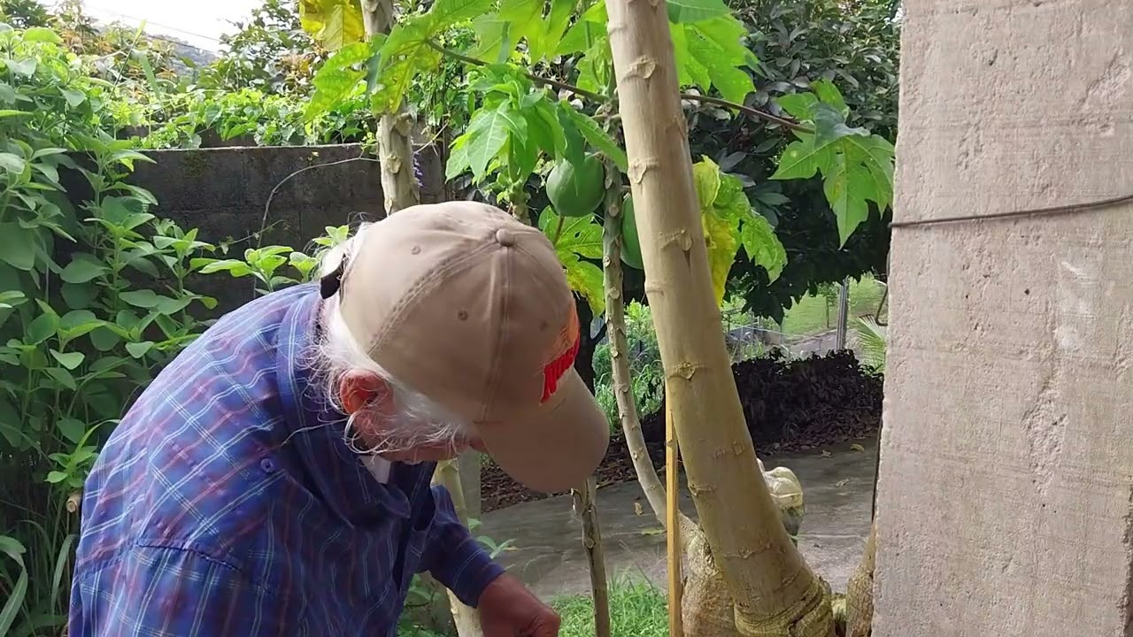 Como fazer alporquia no pé de mamão para que fique anão para plantar no vaso