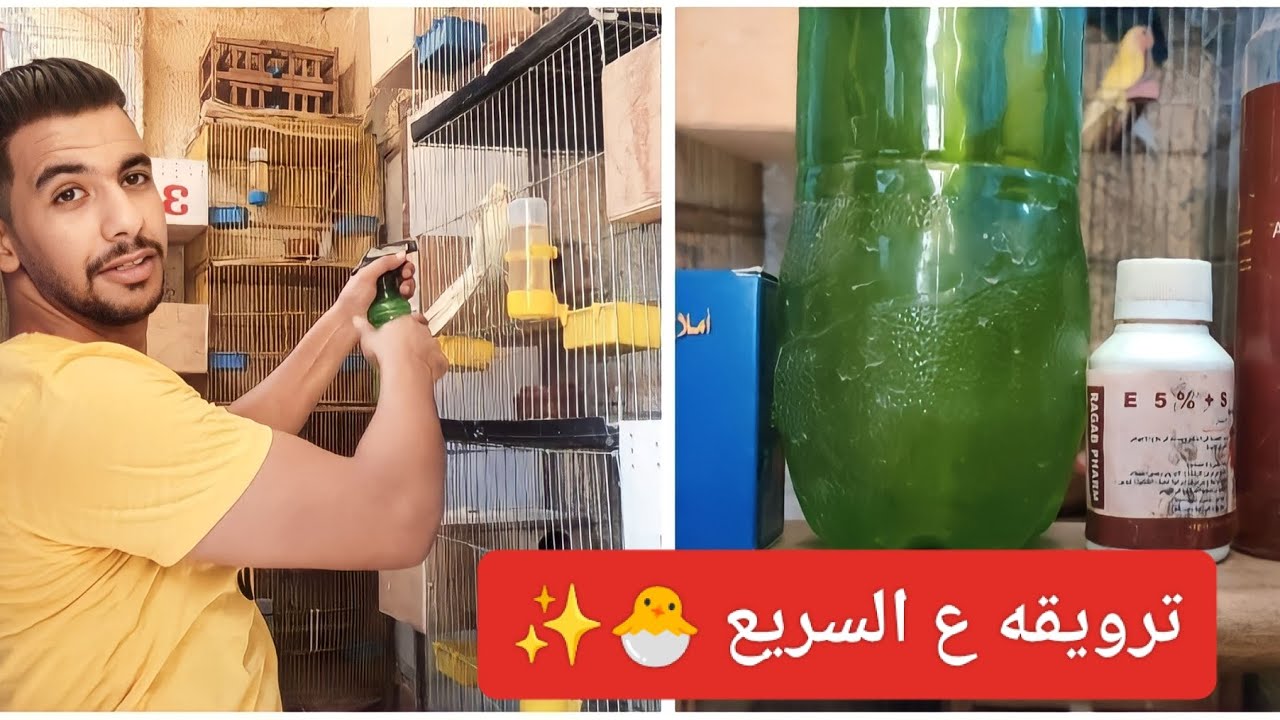 جولة سريعة بعد تحويل البلكونة الي مزرعة مع ترويقة كاملة ع الطيور مع الحر الشديد 🔥