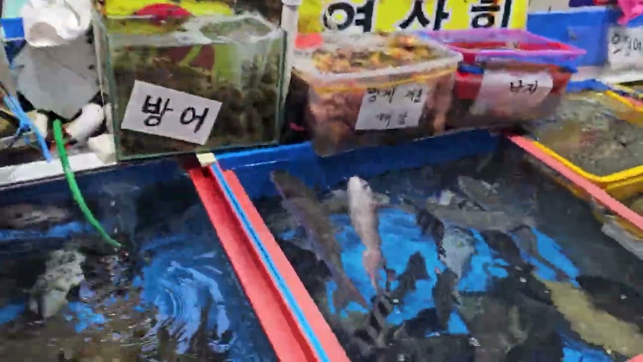 2026.1.27 송원가요tv 삼천포 용궁 수산물 시장에서 활기찬 시장구경 하고 한잔하며 먹을 씽씽한 횟감을 고르며~