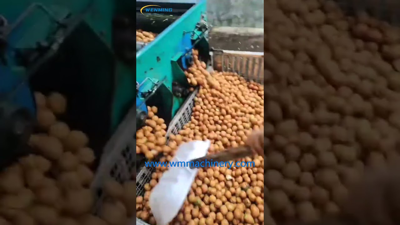 Green Walnut Huller Peeler #Walnut Green Skin Peeling Machine  #Peeling Cleaning Sheller Machine