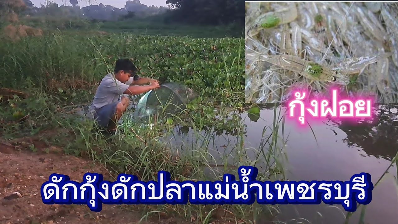 ดักกุ้งหอยปูปลาแม่น้ำเพชรบุรีด้วยเหยื่ออาหารปลาดุก มื้อนี้หมานนกุ้งฝอยหลายๆครับ