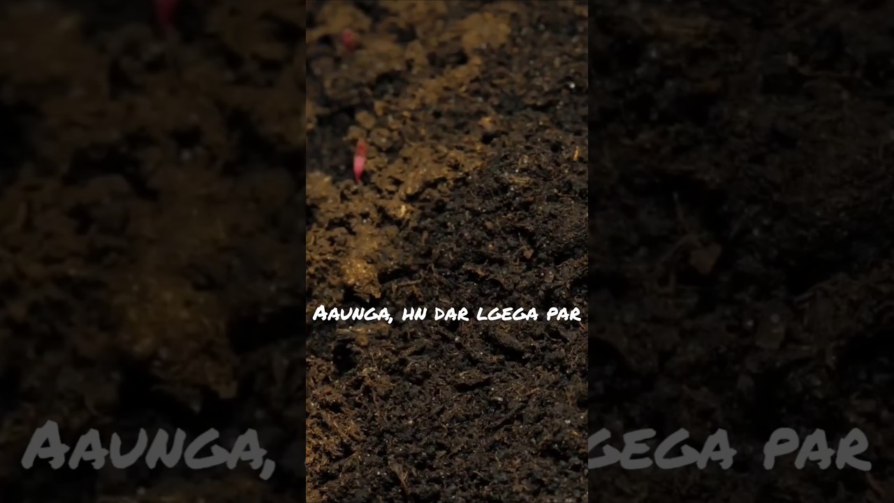 The seed story suni hai aapne?   