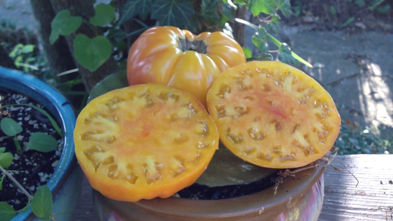 Tomato Review: Dwarf Awesome Tomato  Huge, Delicious Tomatoes Short 3 Foot Tall Plants