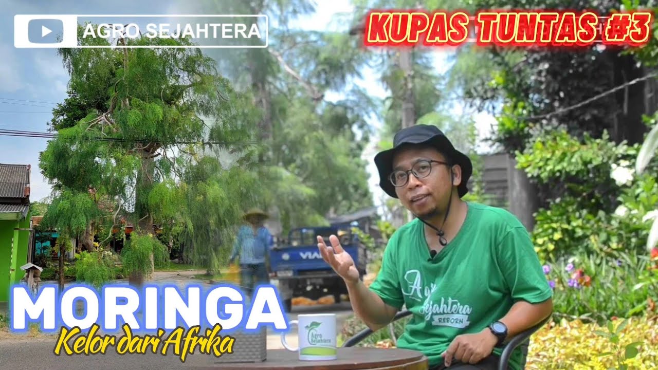 POHON KELOR, TAPI DARI AFRIKA !! KUPAS TUNTAS POHON MORINGA | AGRO SEJAHTERA