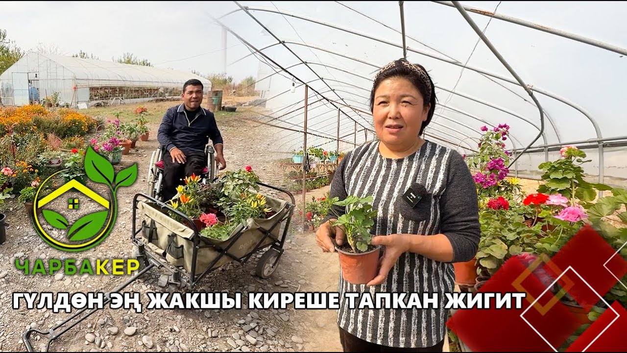 Гүлдөн эң жакшы киреше тапкан жигит // 