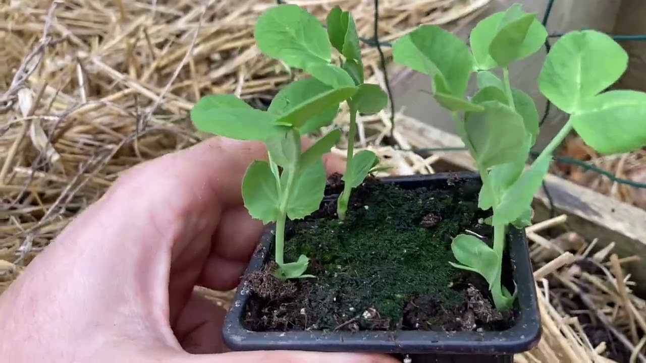 Semis en godet ou plantation petits pois en pleine terre?