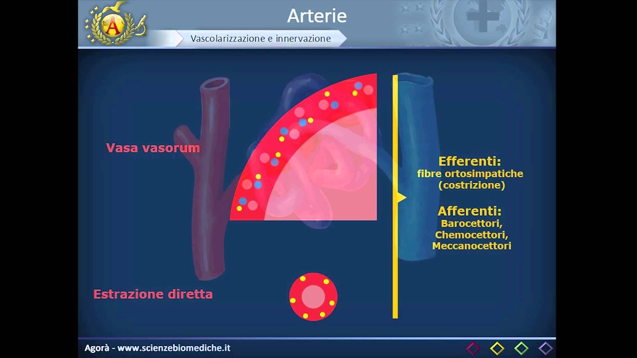 Apparato cardiocircolatorio 09: Arterie