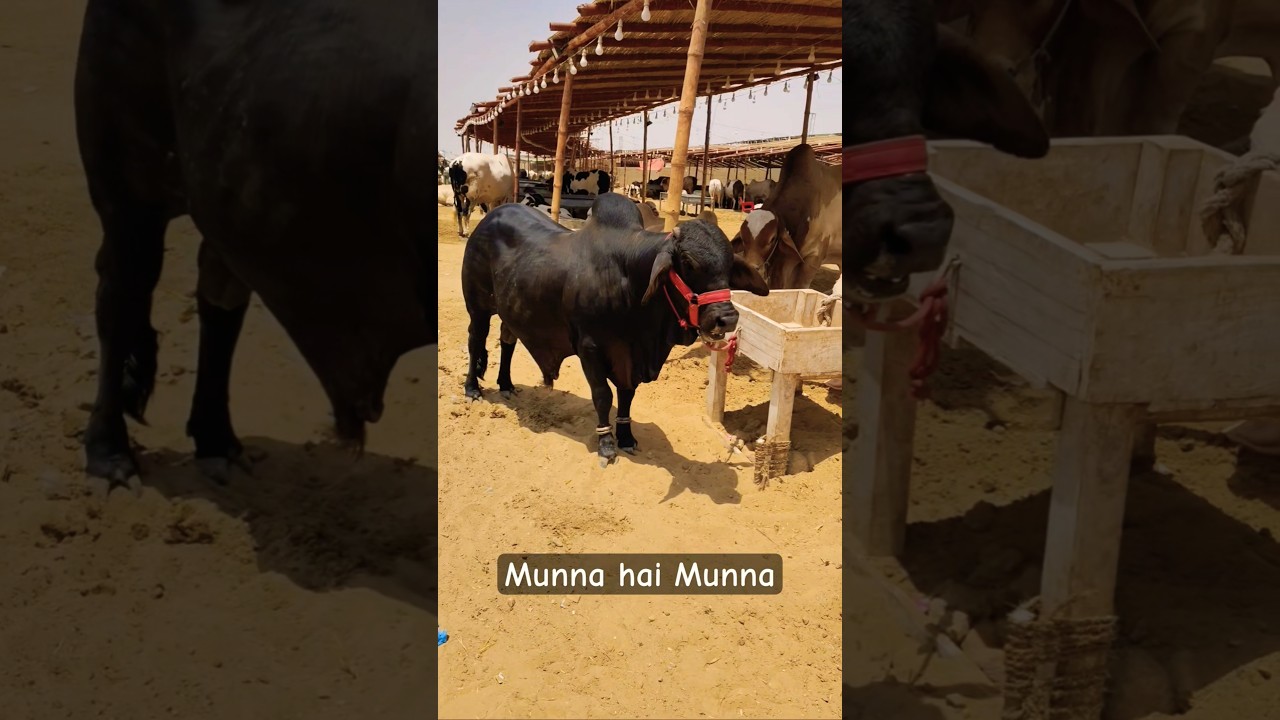 Chota Sa Munna 😍 