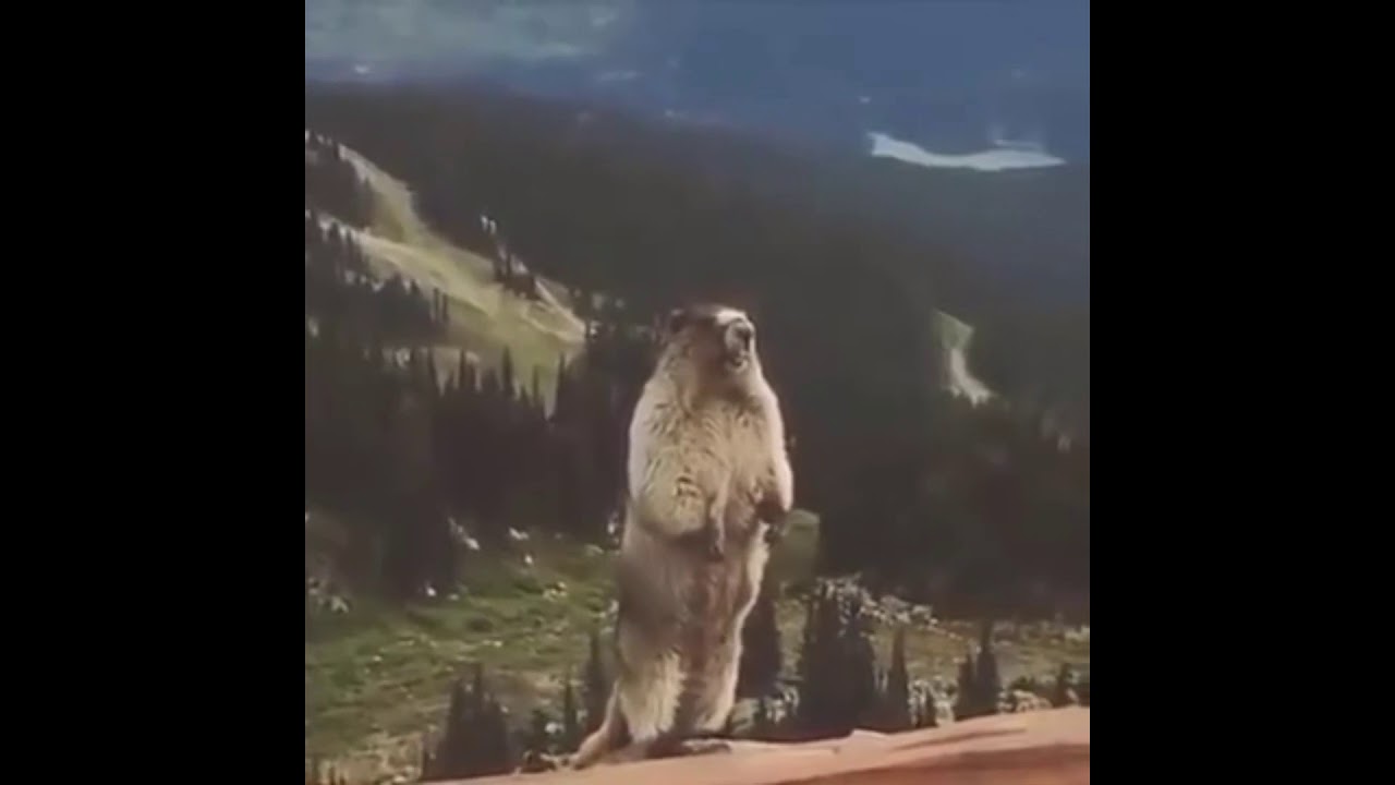 Screaming Beaver Meme Original | Meme Template