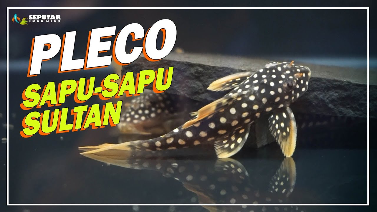 MENGENAL PLECO LEBIH DALAM BERSAMA ANTHONY DI NUSATIC 2023