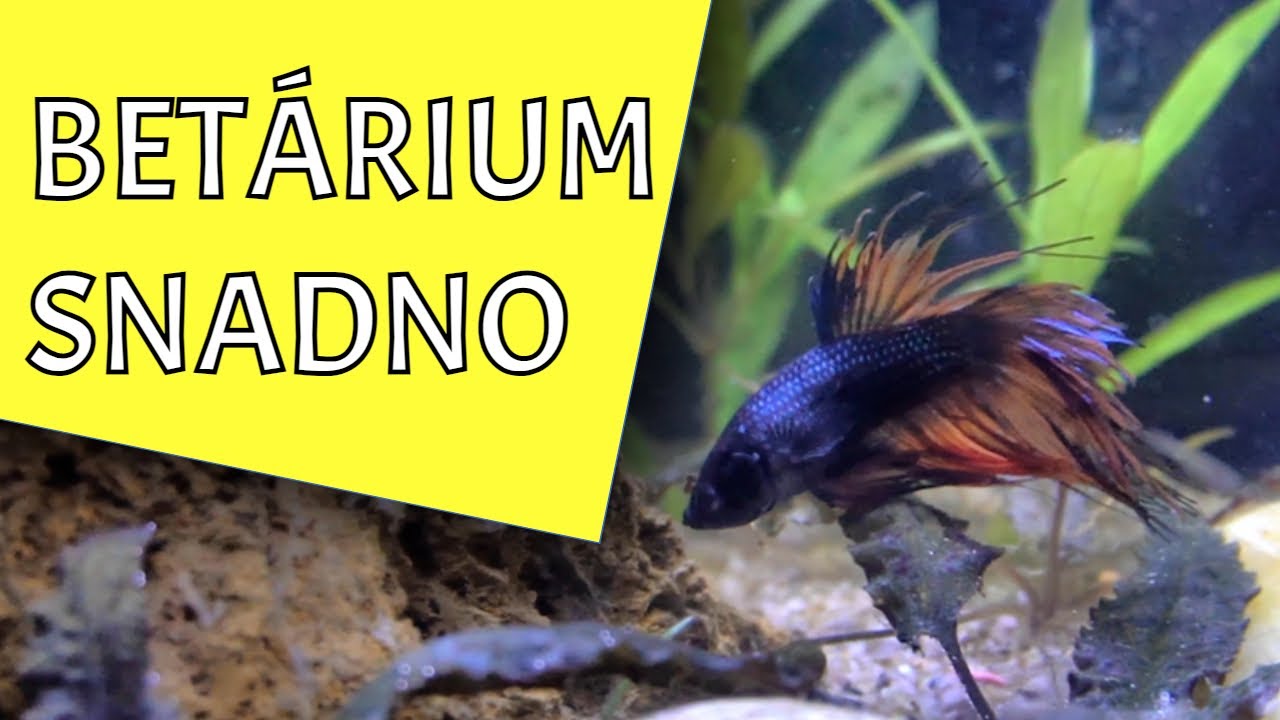Z KELÍMKU DO RÁJE: 👑 Založení ultra-barevného akvária pro BETTU BOJOVNICI!
