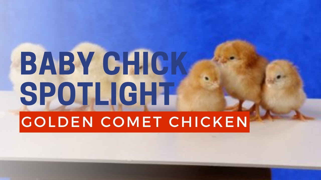 Golden Comet Chicken Breed - Baby Chicks | Cackle Hatchery