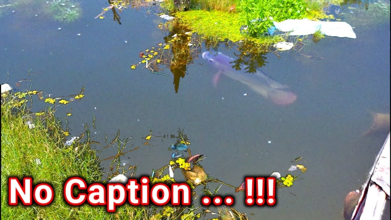 Air Hitam Banyak Ikan Nila Babon | Melipir Parit Dekat Pemukiman