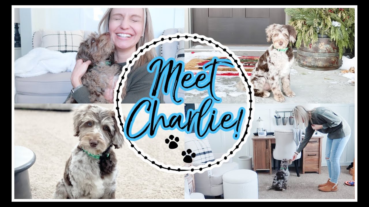 MEET CHARLIE! | BRINGING HOME OUR NEW BORDOODLE PUPPY 2022