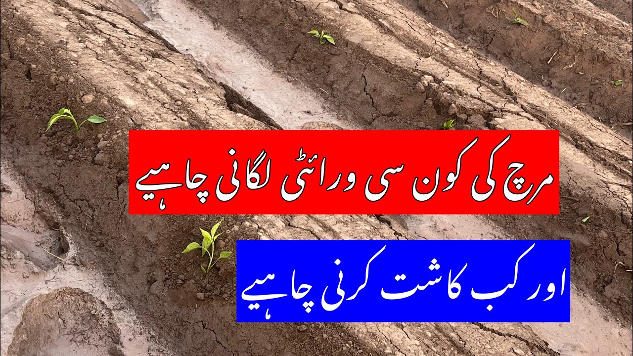 مرچ کاشت کب کرنی چاہیے اور کون سی ورائٹی کاشت کرنی چاہیے