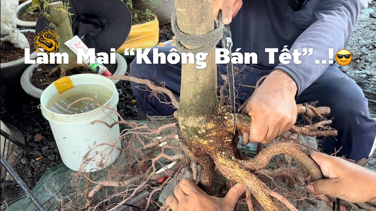 Vườn Mai Huỳnh Tú - Chuyên làm Mai Vàng “không bán Tết” ở Làng Mai Vàng Bình Lợi|Vùng Đất Rồng 