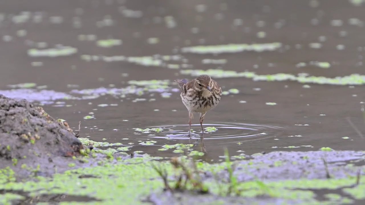DAĞ İNCİRKUŞU /Anthus spinoletta / Water Pipit / Riva / Türkiye kuşları