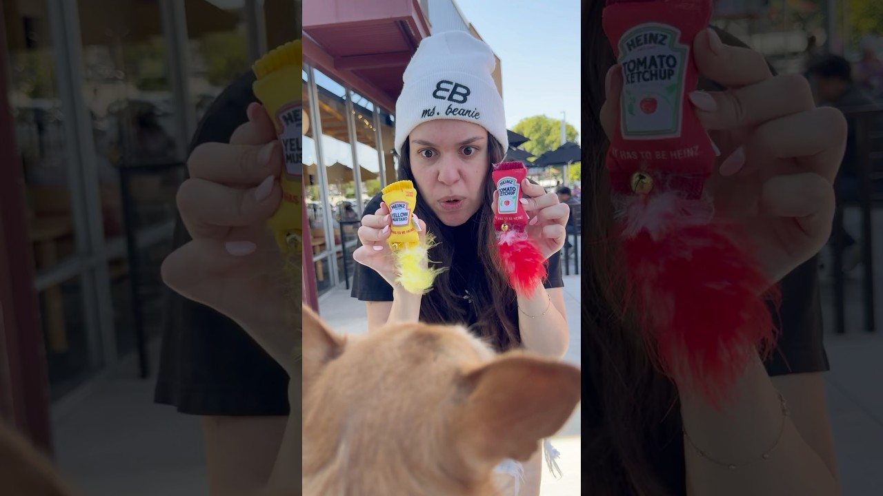 CAN DOGS PLAY WITH CAT TOYS? #msbeanie @catsackett