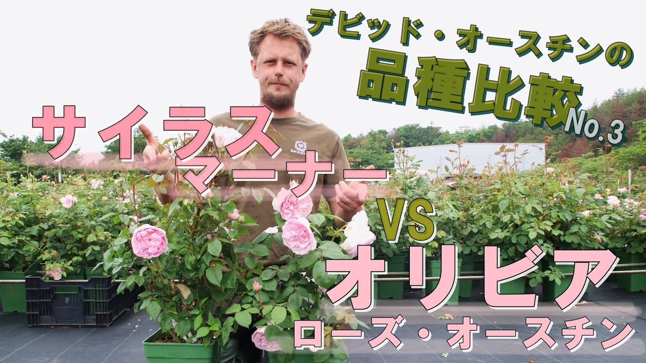 【品種比較】サイラス・マーナーとオリビア・ローズ・オースチン