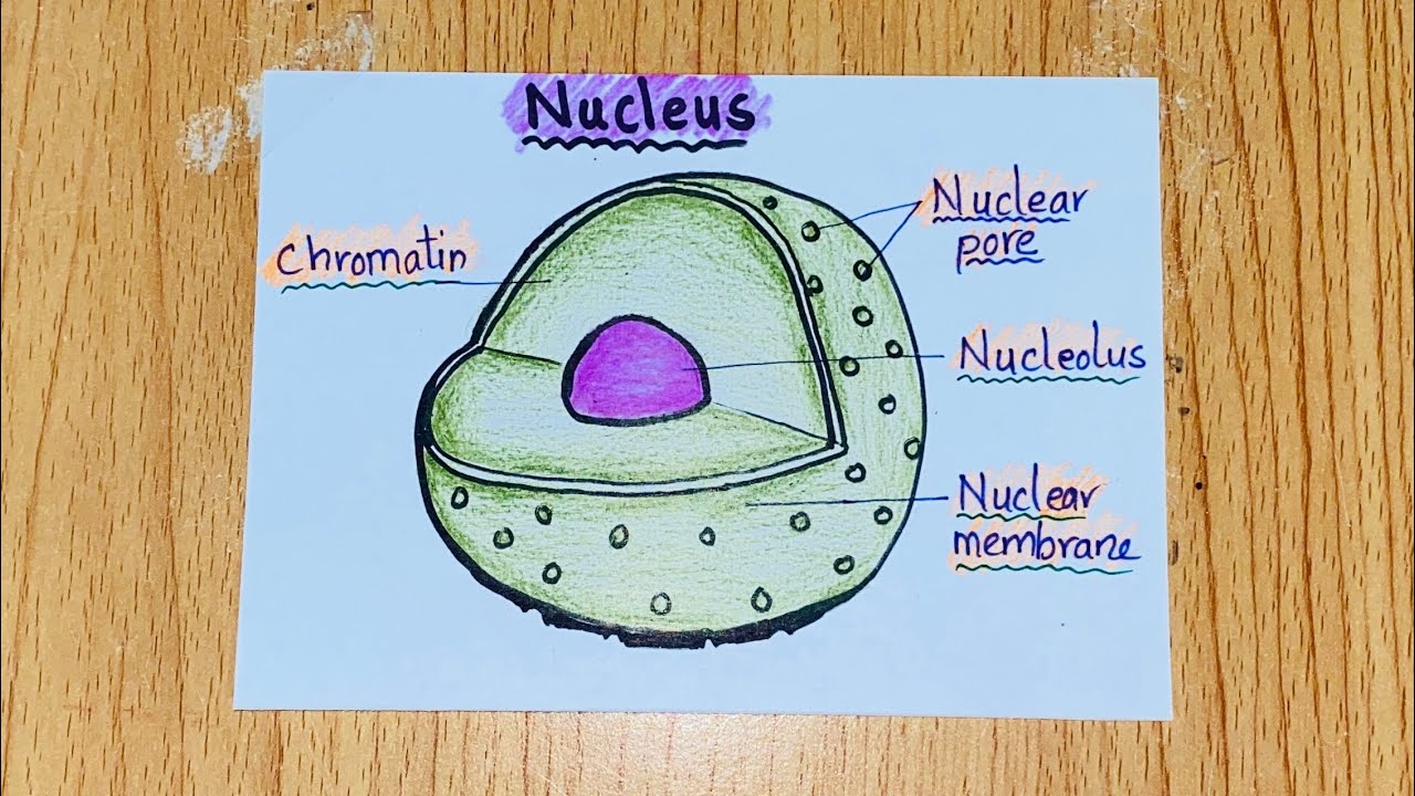 Nucleus | how to draw nucleus easy steps | science journal diagrams | science school project ideas