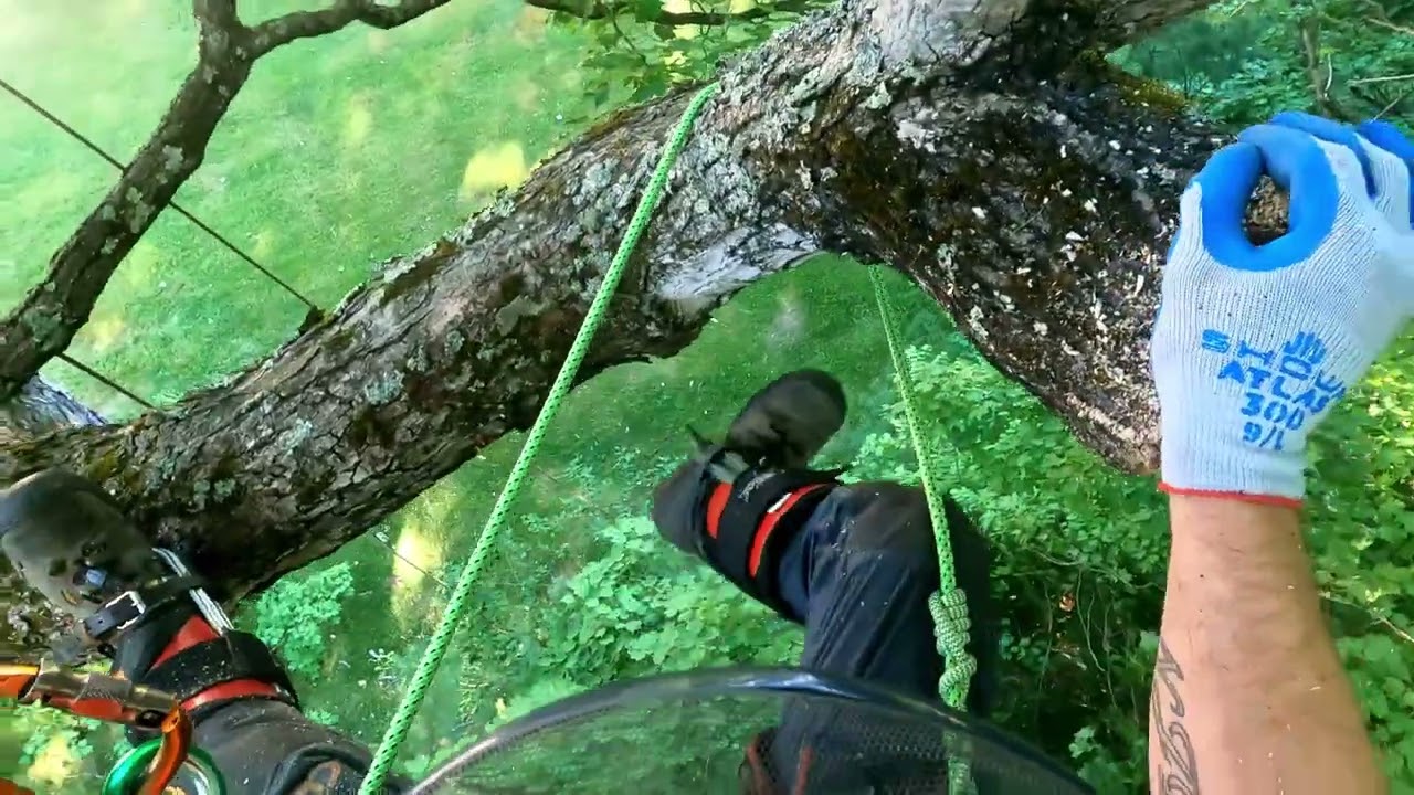 Old Sugar Maple removal Vermont