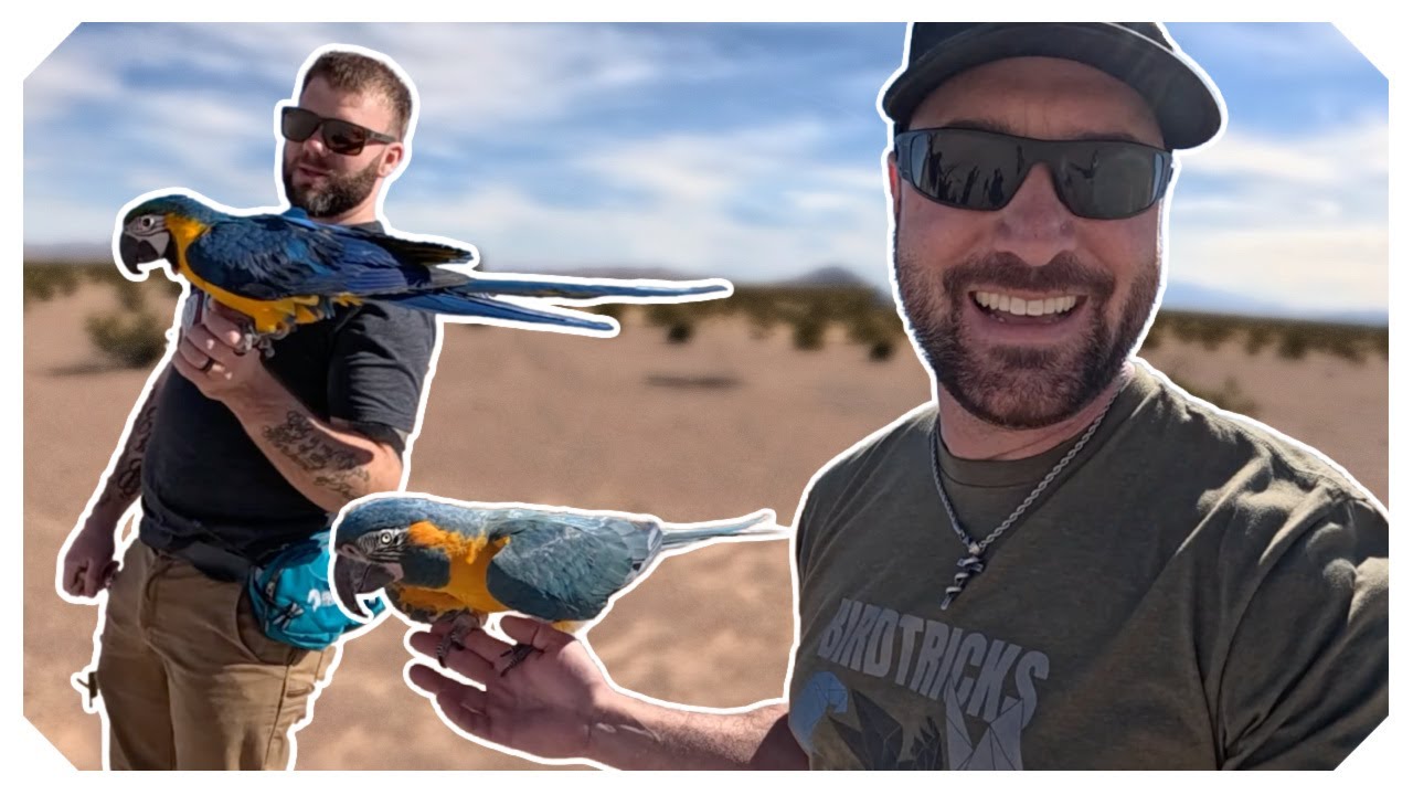 Freeflight Training for a Young Macaw | Maverick’s First Flights!