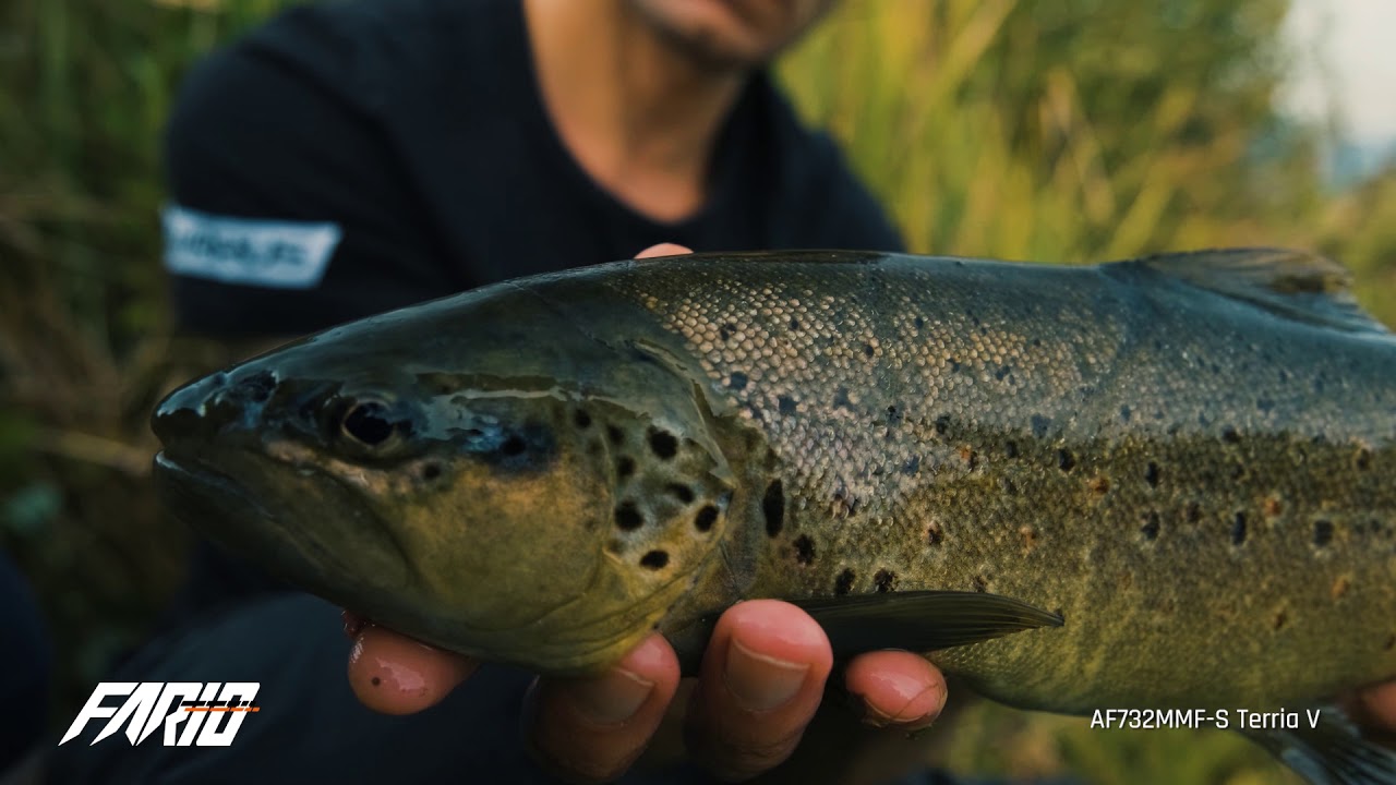 Airrus Fario: the queen of the river