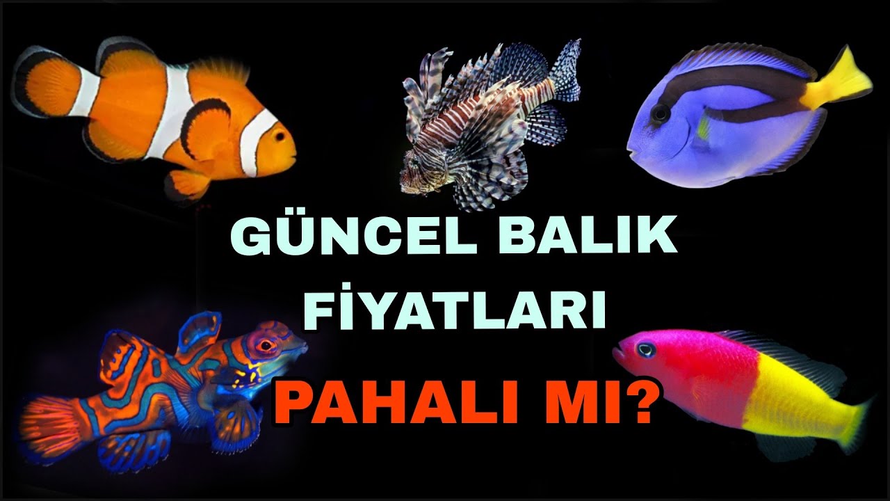 Deniz Akvaryumu Balıkları Türleri ve Fiyatları Güncel #reef #reeftank #reeffish #reeftanks #fish 