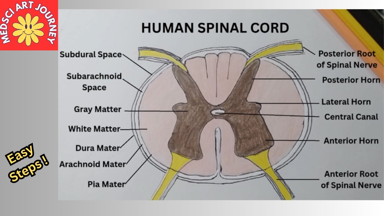 How to Draw Spinal Cord Anatomy/Labeled Diagram for Students/ Easy Step-by-Step Biology Drawing