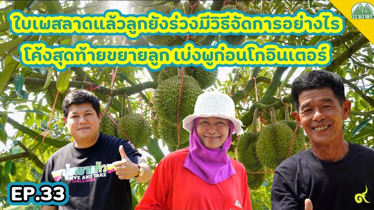 EP.33 ใบเพสลาดแล้วลูกยังร่วงจัดการอย่างไร วิธีขยายลูก เบ่งพูโค้งสุดท้าย |ปุ๋ยตราเขาแก้ว(Official)