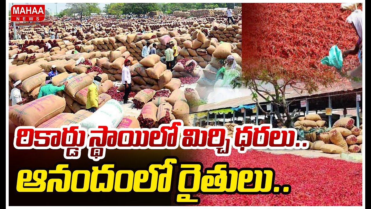 రికార్డు స్థాయిలో మిర్చి ధరలు.. ఆనందంలో రైతులు.. | Mirchi Price Record In Guntur | Mahaa News
