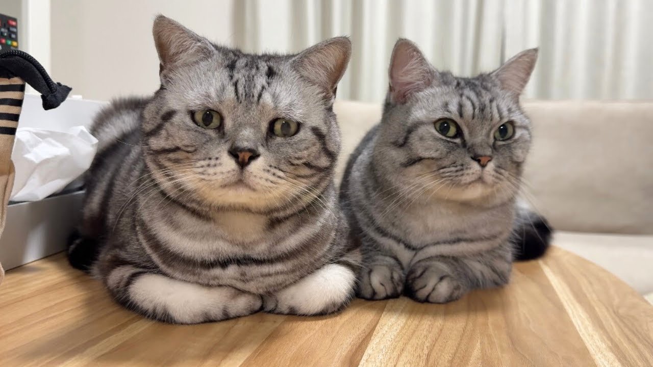 はやく寝たい猫たちからの圧が強すぎます...