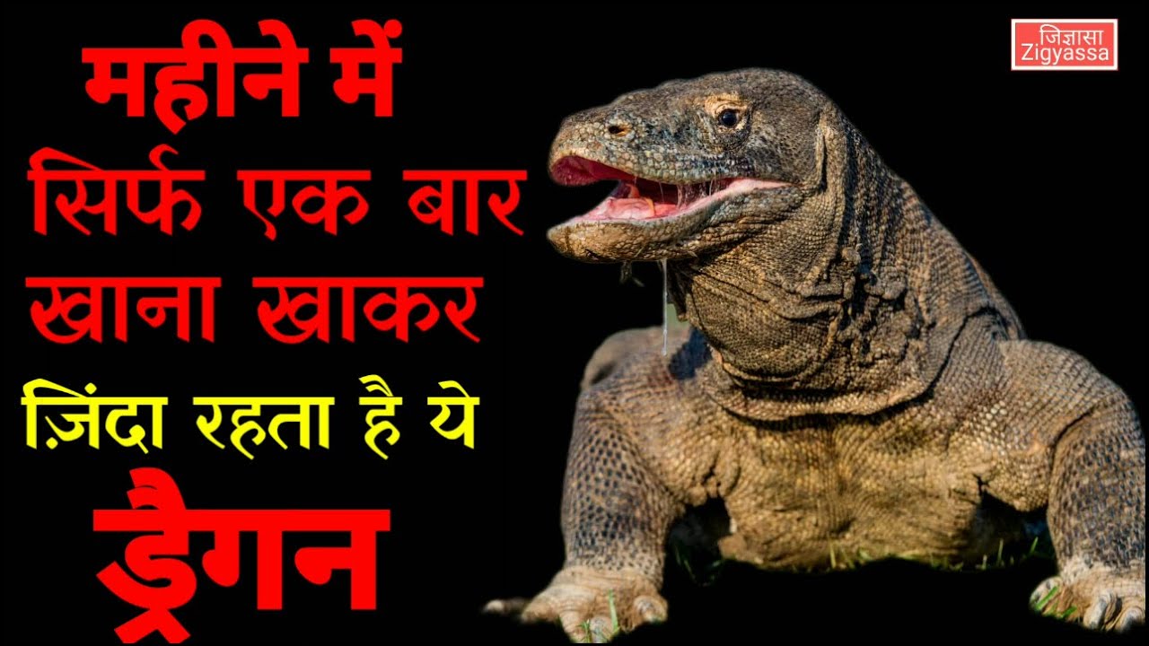 नहीं जानते होंगे आप कोमोडो ड्रैगन के छिपे हुए राज | The mysterious and the biggest living lizard