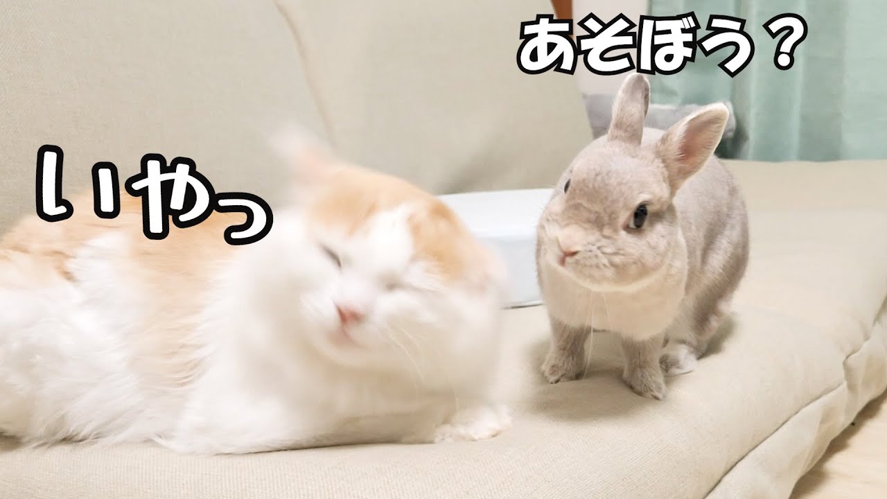 猫と遊びたくてなんどもお誘いするもはっきり断られて落ち込むうさぎさん